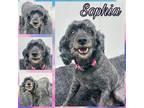 Adopt Sophia a Gray/Blue/Silver/Salt & Pepper Miniature Poodle / Poodle