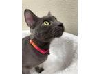 Adopt Kerube [CP] a Gray or Blue Russian Blue / Mixed (short coat) cat in