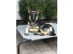 Adopt Piper (Shepherd) a Black - with Tan, Yellow or Fawn German Shepherd Dog /
