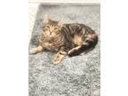Adopt Stevie a Brown Tabby Domestic Shorthair (short coat) cat in Xenia