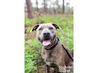 Adopt Stanley a Brindle Mixed Breed (Medium) / American Staffordshire Terrier /