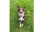 Adopt Calypso a Red/Golden/Orange/Chestnut Australian Shepherd / Mixed dog in