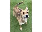 Adopt Charly ???? a Tan/Yellow/Fawn Carolina Dog dog in Denver, CO (41254254)