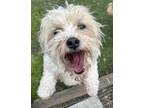Adopt Rocky a Pekingese / Poodle (Miniature) dog in Bristol, CT (41355389)