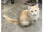 Adopt Dewey a Tan or Fawn Tabby Domestic Mediumhair (medium coat) cat in