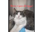 Adopt Jeanna a Brown Tabby Domestic Longhair / Mixed Breed (Medium) / Mixed