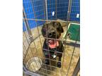 Adopt Knight a Black Labrador Retriever / Mixed Breed (Medium) / Mixed (short