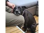 Adopt Zizi - AVAILABLE a Pit Bull Terrier / Mixed dog in Seattle, WA (38809820)