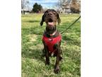 Adopt Maddox a Brown/Chocolate German Wirehaired Pointer / Mixed Breed (Medium)
