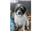 Adopt Trixie a White - with Black Jack Russell Terrier dog in Mooresville