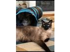 Adopt Boxer a Siamese (short coat) cat in Fremont, CA (41104427)