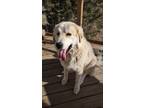 Adopt Polly a Tan/Yellow/Fawn Great Pyrenees / Tibetan Mastiff / Mixed dog in