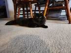Adopt Isabelle KITTEN a All Black Domestic Mediumhair / Mixed (medium coat) cat