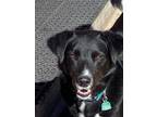 Adopt MIKEY a Black Border Collie dog in Westminster, CO (41322397)