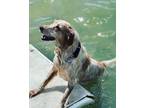 Adopt Blankita a Red/Golden/Orange/Chestnut - with White Mutt / Mixed dog in