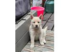 Adopt Casper a White Husky / Shepherd (Unknown Type) / Mixed dog in Salem