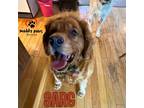 Adopt Sarg - No Longer Accepting Applications a Tan/Yellow/Fawn Cocker Spaniel /