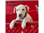 Adopt Frostee - Adoption Pending a White - with Black American Pit Bull Terrier