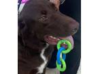 Adopt Tank a Labrador Retriever / German Shepherd Dog / Mixed dog in Barrington