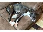 Adopt Loki a Brindle American Pit Bull Terrier / American Pit Bull Terrier /
