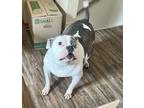 Adopt Blue a White - with Black Bull Terrier / American Pit Bull Terrier / Mixed