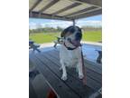 Adopt Mr Hound (Charley) a White - with Black Beagle / Pit Bull Terrier dog in