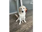 Adopt Thunder a Great Pyrenees dog in West Palm Beach, FL (40298860)