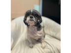 Adopt Rosie a Gray/Silver/Salt & Pepper - with White Shih Tzu / Mixed dog in