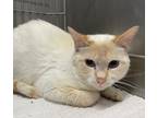 Adopt Finnegan a Siamese / Mixed (short coat) cat in Ladysmith, WI (41354774)