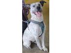 Adopt Priscilla a White Australian Cattle Dog / Mixed Breed (Medium) / Mixed