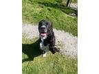 Adopt Prankster a American Pit Bull Terrier / Labrador Retriever / Mixed dog in