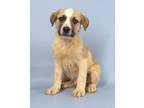 Adopt Winston a White German Shepherd Dog / Mixed Breed (Medium) / Mixed (short