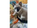 Adopt Joey a Cream or Ivory (Mostly) Siamese (short coat) cat in Long Beach