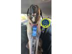 Adopt Lala a Tan/Yellow/Fawn Anatolian Shepherd / Mixed dog in Milpitas
