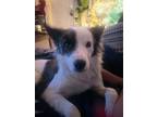 Adopt Cellie a Brown/Chocolate - with White Border Collie / Australian Shepherd