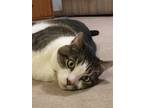 Adopt Major a White (Mostly) Domestic Shorthair / Mixed (short coat) cat in