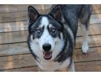 Adopt Dani a White - with Black Husky / Mixed dog in Morristown, TN (41046475)