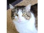 Adopt Lucy a Gray, Blue or Silver Tabby Domestic Shorthair (short coat) cat in