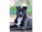 Adopt Baron a Brown/Chocolate Mixed Breed (Small) / Mixed Breed (Medium) / Mixed
