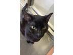 Adopt Fire Pit a All Black Domestic Mediumhair / Mixed Breed (Medium) / Mixed