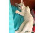 Adopt Sophia a White Abyssinian (short coat) cat in Newmarket, ON (41354446)