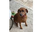 Adopt Ruby a Red/Golden/Orange/Chestnut - with Black Redbone Coonhound / Mixed