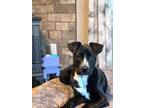 Adopt BUTTERCUP a Pit Bull Terrier / Mixed dog in Lebanon, CT (40991022)