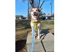 Adopt AUBREY a Shepherd (Unknown Type) / Husky / Mixed dog in Lemoore