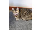 Adopt miss tips a Gray, Blue or Silver Tabby Domestic Mediumhair / Mixed (medium