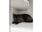 Adopt Mocha (Mo) a Brown or Chocolate (Mostly) Siamese cat in Atlantic