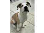 Adopt Wonton a White - with Tan, Yellow or Fawn Pit Bull Terrier / Mixed Breed