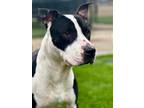 Adopt Bogie 69-24 a White American Pit Bull Terrier / Mixed Breed (Medium) /