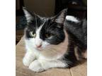 Adopt Aesira a Domestic Shorthair / Mixed (short coat) cat in Fond du Lac