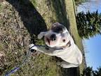Adopt Bonnie a White - with Gray or Silver Pit Bull Terrier / Mixed dog in